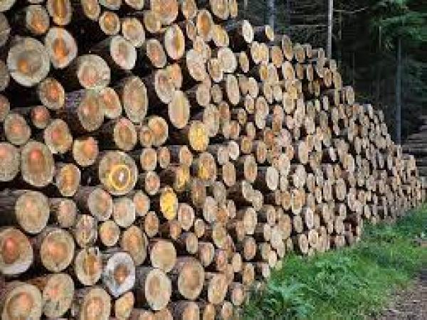 High Court orders removal of 181 trees in the Ajni region